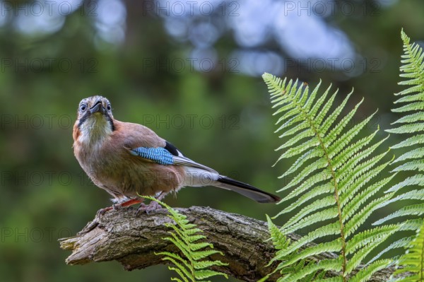 Eurasian jay, European jay (Garrulus glandarius, Corvus glandarius) perched on tree branch with ferns in forest