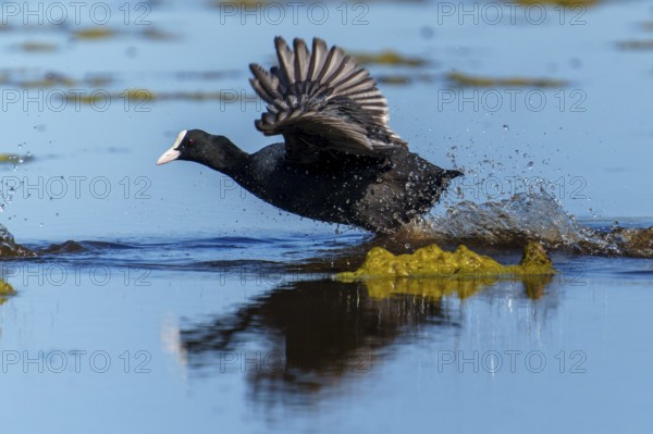 Eurasian Coot running through the water with spread wings, splashing water and blue sky are reflected, Coot, (Fulicia atra), wildlife, Germany, Europe