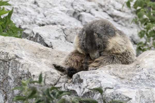 Marmot (Marmota marmota), Monte Baldo, Italy, Europe