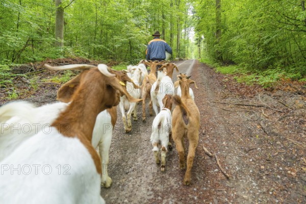 Herd of goats being led along the forest path by a man, Gechingen forest pasture, compensation project for the Hermann Hesse railway to create ecological habitats for endangered species, Calw district, Germany, Europe