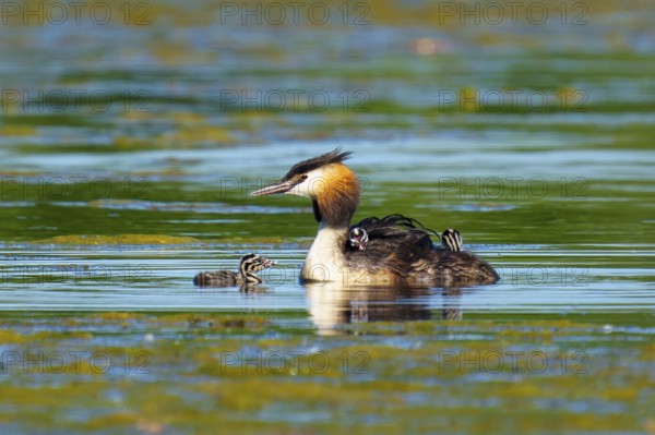 Great Crested Grebe with chicks next to each other in green water, Great Crested Grebe, (Podiceps Scalloped ribbonfish), with chicks, wildlife, Germany, Europe