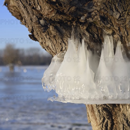 Natural flood level indicator... Bislicher Insel (winter flood 2020, 2021), ice rings on the trees indicate the former maximum level of the Rhine flood, weather conditions, Bislicher Insel near Xanten, nationally known nature reserve, Wesel district, Lower Rhine, Rhineland, North Rhine-Westphalia, Germany, Western Europe, Europe