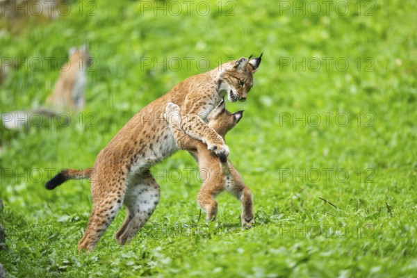 Eurasian lynx (Lynx lynx) youngster on a meadow, Bavaria, Germany, Europe