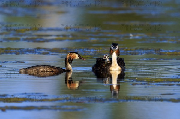 Great Crested Grebe, (Podiceps Scalloped ribbonfish), with chicks, wildlife, Germany, Europe