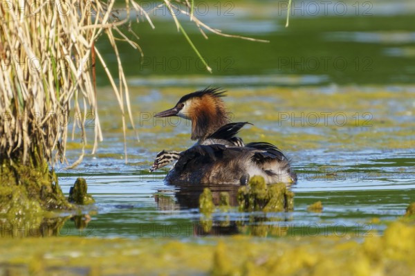 A bird with its chicks in the water, surrounded by reeds, in a natural environment, Great Crested Grebe, (Podiceps Scalloped ribbonfish), with chicks, wildlife, Germany, Europe