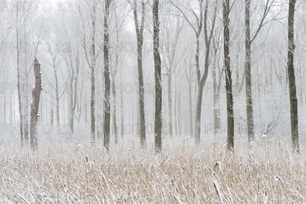Onset of winter... Ilvericher Altrheinschlinge, Rheinkreis Neuss, snowy winter landscape in the quarry forest, alluvial forest on the Lower Rhine, in the last remaining natural Rhine floodplains, Lower Rhine, Rhineland, North Rhine-Westphalia, Germany, Western Europe, Europe