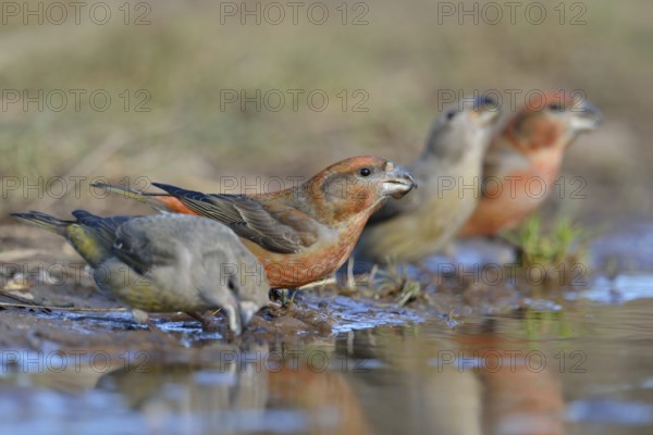 Small flock... Pine Crossbill (Loxia pytyopsittacus), Pine Crossbills, male and female sitting on the ground at a puddle, drinking, food species with conspicuous crossed bills, Crossbills, Netherlands, Western Europe