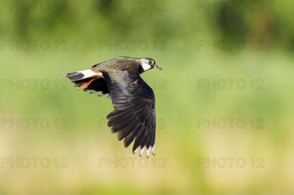 A bird flies in front of a blurred green background, lapwing (Vanellus vanellus), wildlife, Germany, Europe