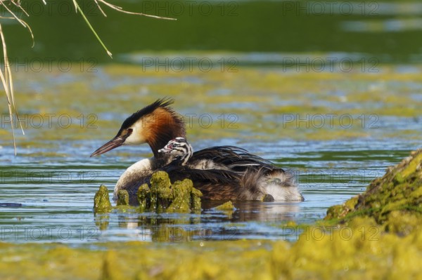 A bird swimming in the water, surrounded by reeds and algae, in a natural and calm environment, Great Crested Grebe, (Podiceps Scalloped ribbonfish), with chicks, wildlife, Germany, Europe