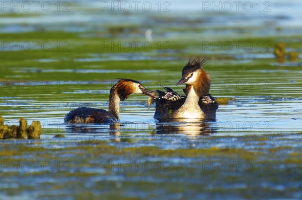 Great Crested Grebe, (Podiceps Scalloped ribbonfish), with chicks, wildlife, Germany, Europe