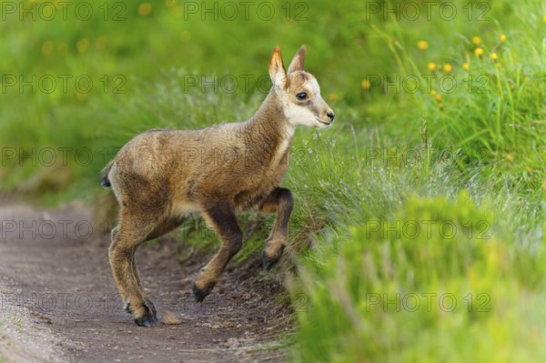 A young fawn on a path between lush, green meadows in spring, chamois, chamois, (Rupicapra rupicaprae), wildlife, Vosges, France, Europe