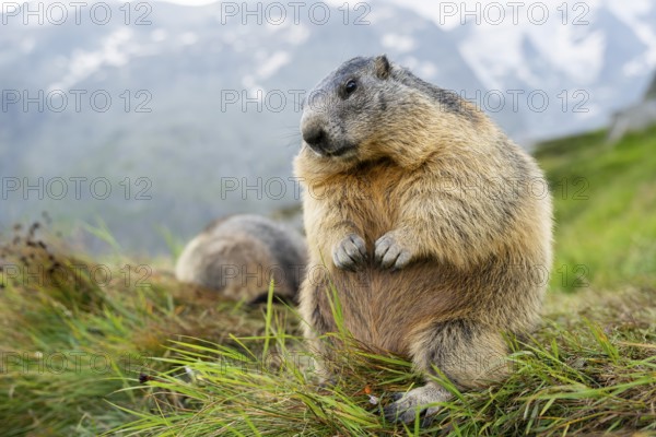 Alpine marmot (Marmota marmota) in autumn, Grossglockner, High Tauern National Park, Austria, Europe
