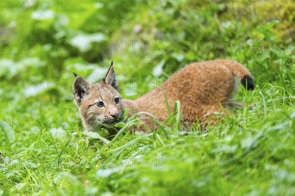 Eurasian lynx (Lynx lynx) youngster on a meadow, Bavaria, Germany, Europe