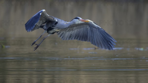 Grey heron (Ardea cinerea), adult heron in flight in front of reeds, Neckar valley, Baden-Württemberg, Germany, Europe