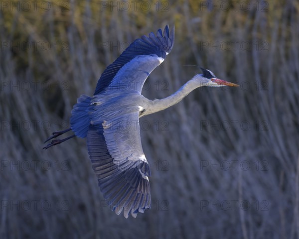 Grey heron (Ardea cinerea), in flight, evening light, grazing light, Neckar valley, Baden-Württemberg, Germany, Europe