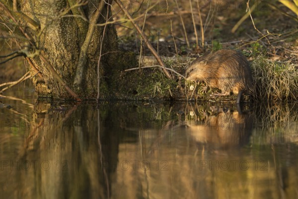 Naturalised... Muskrat * Ondatra zibethicus *, also called muskrat, invasive species in Germany, native to North America, sits on the bank of a natural body of water, eats a mussel, wildlife, Lower Rhine, North Rhine-Westphalia, Germany, Western Europe, Europe