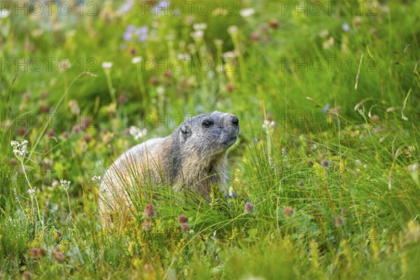 Alpine marmot (Marmota marmota) in autumn, Grossglockner, High Tauern National Park, Austria, Europe