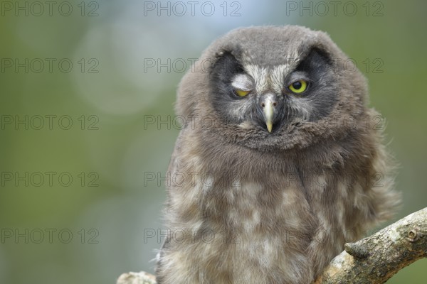 Great horned owl (Aegolius funereus), has one eye closed, young bird, animal portrait, North Rhine-Westphalia, Germany, Europe