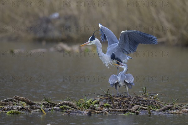 Grey heron (Ardea cinerea), copula, nest on floating roots of water lily in front of reeds, Neckar valley, Baden-Württemberg, Germany, Europe