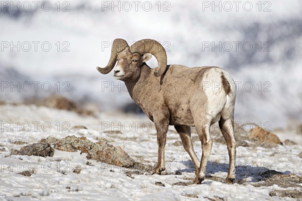 Wild sheep, wild sheep... Bighorn sheep (Ovis canadensis), male animal, ram with the massive, twisted horns typical of the species, wild sheep, whose home is North America, Yellowstone, Wyoming, North America, United States of America, USA, North America