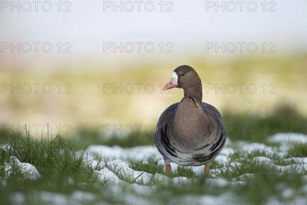Wild goose... White-fronted goose (Anser albifrons) adult bird on a snow-covered meadow on the Lower Rhine, breeds in the far north, winters here where it finds quiet roosting places and sufficient food, Lower Rhine, North Rhine-Westphalia, Germany, Western Europe, Europe
