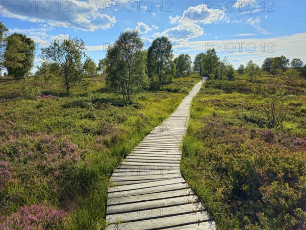 Wooden path winds through a heath, wooded landscape under a blue sky, summer, High Fens, Eifel National Park, Mützenich, Waimes, Liège, Belgium, Europe