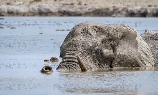 African elephant (Loxodonta africana), adult, swimming in a waterhole, animal portrait, Nxai Pan National Park, Botswana, Africa