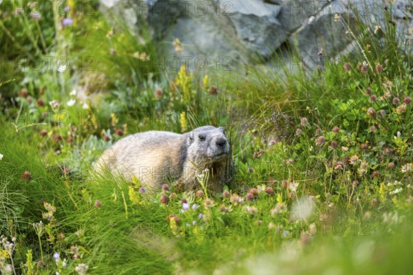 Alpine marmot (Marmota marmota) in autumn, Grossglockner, High Tauern National Park, Austria, Europe