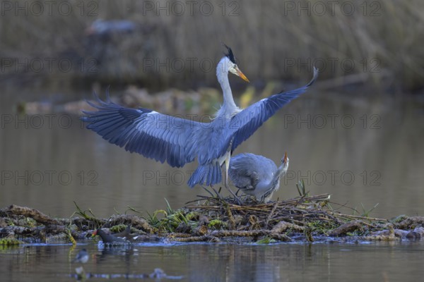 Grey heron (Ardea cinerea), breeding pair building a nest on the floating roots of the water lily, courtship behaviour, Neckar valley, Baden-Württemberg, Germany, Europe