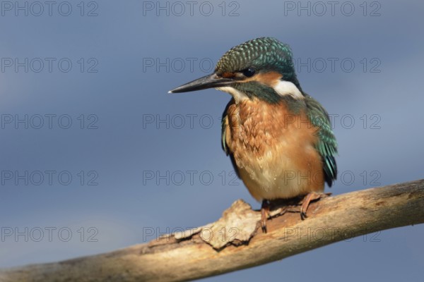 Kingfisher (Alcedo atthis) with wet plumage, has just returned from an unsuccessful dive to its perching branch, typical behaviour, kingfishers often use perching to hunt for prey, often small fish, in the water below them, young bird still needs to gain experience, frontal view, Lower Rhine, North Rhine-Westphalia, Germany, Western Europe, Europe