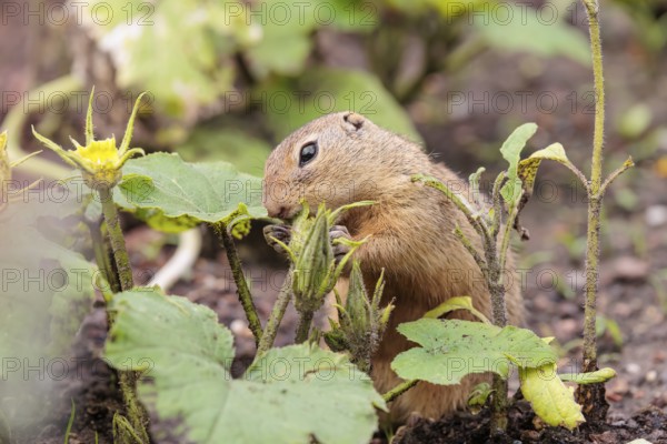 A European ground squirrel (Spermophilus citellus) or European souslik stands in an agricultural field and eats from the blossoms