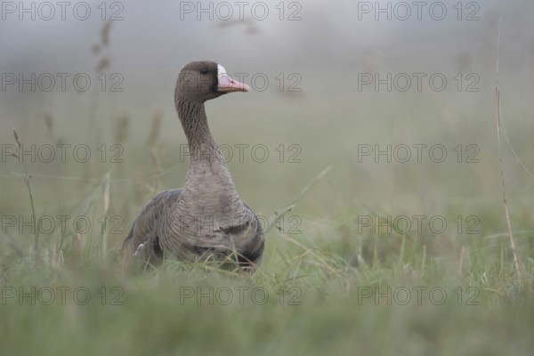 Typical... White-fronted goose (Anser albifrons), attentive wild goose, wild goose watches its surroundings with its head held high, wild geese on the Lower Rhine, Germany wildlife, Lower Rhine, Rhineland, North Rhine-Westphalia, Germany, Western Europe, Europe