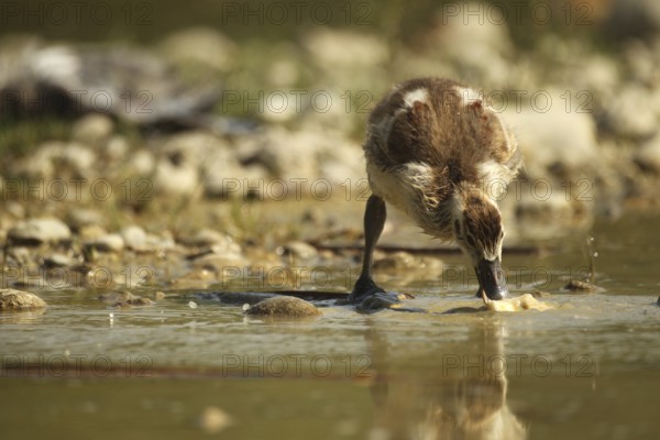 Egyptian goose (Alopochen aegyptiaca) young bird eating fish waste in a gravel pit, Allgäu, Bavaria, Germany, Allgäu, Bavaria, Germany, Europe