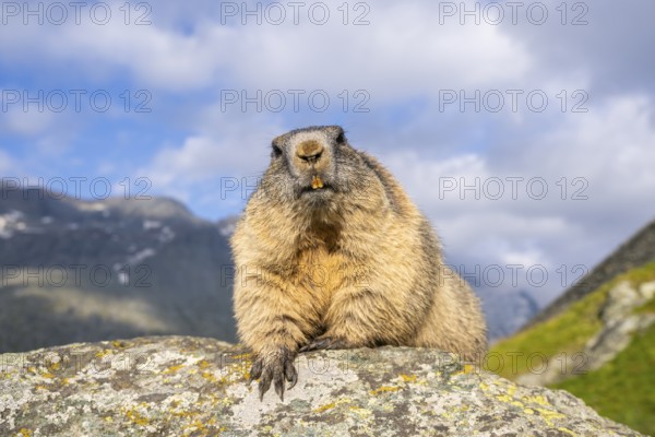 Alpine marmot (Marmota marmota) in autumn, Grossglockner, High Tauern National Park, Austria, Europe
