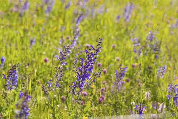 Purple flowers on a green meadow under a blue sky, Gechingen, Hecken und Gäu region, Calw district, Germany, Europe