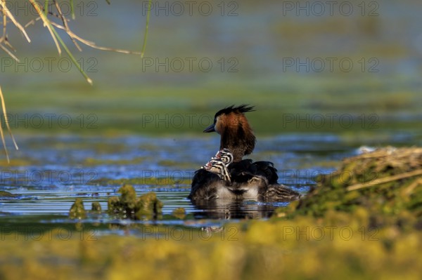 A great crested grebe with its chicks in the water, surroundings characterised by tranquillity and nature, Great crested grebe, (Podiceps Scalloped ribbonfish), with chicks, wildlife, Germany, Europe