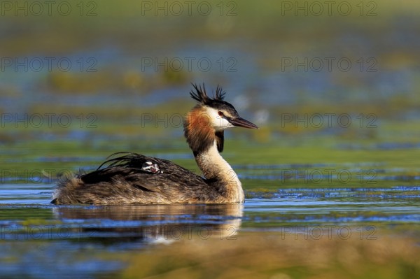 Close-up of a great crested grebe on a lake, surrounded by aquatic plants, Great crested grebe, (Podiceps Scalloped ribbonfish), with chicks, wildlife, Germany, Europe