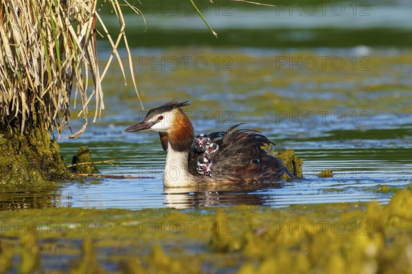 Great Crested Grebe with chicks on its back next to plants, Great Crested Grebe, (Podiceps Scalloped ribbonfish), with chicks, wildlife, Germany, Europe