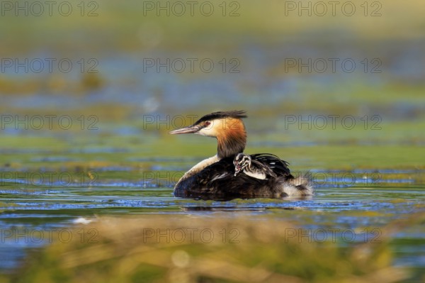 A single great crested grebe gliding gently over the water in a natural environment, Great crested grebe, (Podiceps Scalloped ribbonfish), with chicks, wildlife, Germany, Europe