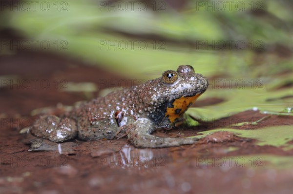 Habitat rivulet waters... Yellow-bellied toad (Bombina variegata) in natural environment, native fauna, wildlife, North Rhine-Westphalia, Germany, Europe