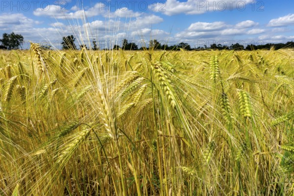 Grain field, in front of harvest, barley, near Bottrop-Kirchhellen, North Rhine-Westphalia, Germany, Europe