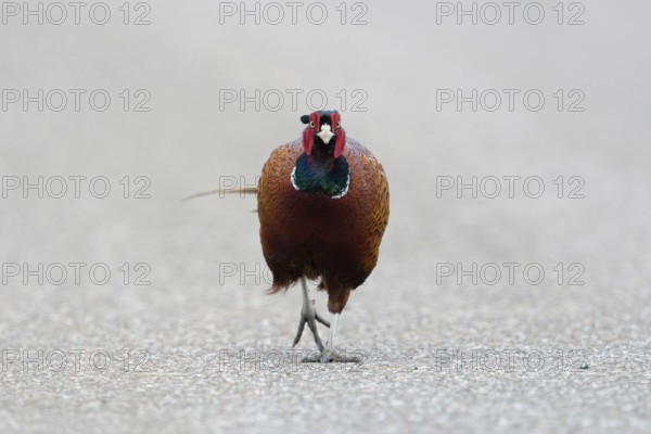 Straight ahead, along the road... Hunting pheasant (Phasianus colchicus), male pheasant, pheasant cock running straight towards the camera on a road, funny picture of the colourful cock, Lower Rhine, North Rhine-Westphalia, Germany, Western Europe, Europe