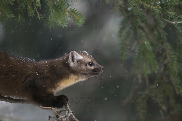 Detailed portrait... American pine marten (Martes americana), spruce marten in winter during snowfall, snowflakes in fur, Yellowstone, Wyoming, North America, United States of America