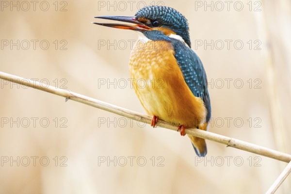 Kingfisher (Alcedo atthis) Germany