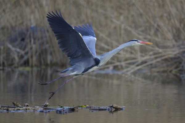 Grey heron (Ardea cinerea), in flight taking off from floating water lily roots, heron breeding in the reeds behind, Neckar valley, Baden-Württemberg, Germany, Europe