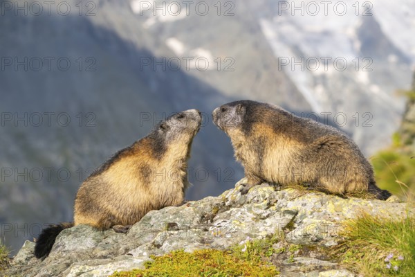 Alpine marmot (Marmota marmota) in autumn, Grossglockner, High Tauern National Park, Austria, Europe