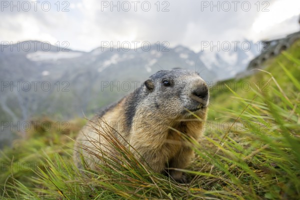 Alpine marmot (Marmota marmota) in autumn, Grossglockner, High Tauern National Park, Austria, Europe