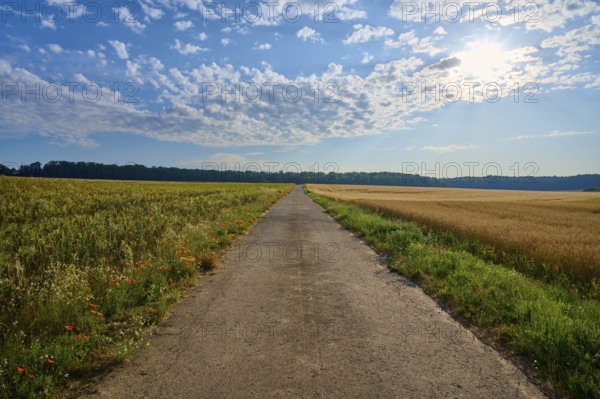 Long road between flowering fields under a sky full of dramatic clouds, summer, Höhefeld, Wertheim, Baden-Württemberg, Germany, Europe