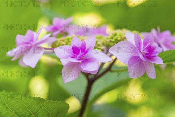 Pink hydrangea blossoms against a blurred background glow in a summer atmosphere, Botanical Garden, The Gardens of Trauttmansdorff Castle, Merano, South Tyrol, Italy, Europe