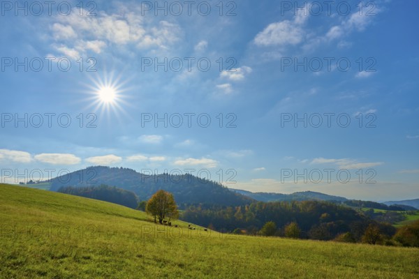 Sunny landscape with hills and trees under a clear blue sky, Vöckelsbach, Mörlenbach, Bergstrasse district, Odenwald, Hesse, Germany, Europe